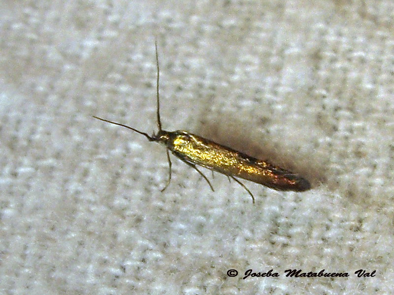 Coleophora deuratella o trifolii?